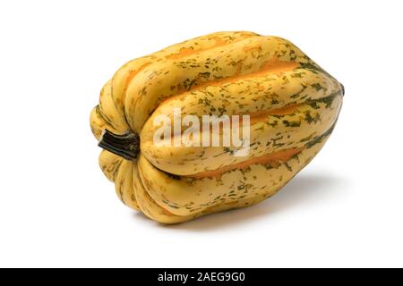 Fresh golden, with green and orange spots acorn squash close up isolated on white background Stock Photo