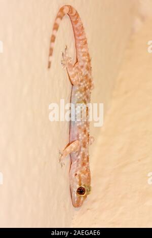 Gecko on the wall Stock Photo