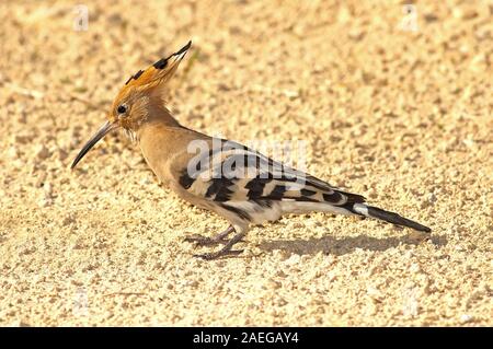 Hoopoe, Upupa epops portrait Stock Photo