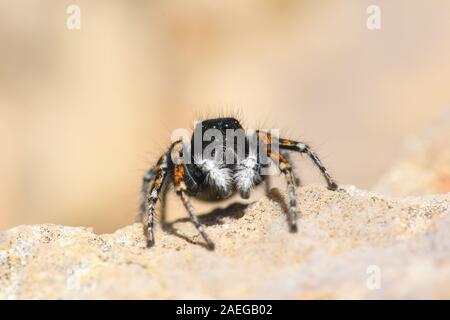 Jumping spider on a rock Stock Photo