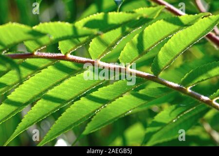 Green leaves parallel on a branch Stock Photo