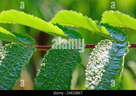 Green leaves parallel on a branch Stock Photo