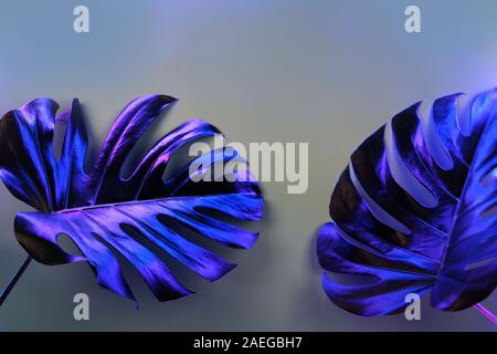 Fresh natural green monstera leaves on grey background in trendy neon blue light. Creative concept. Stock Photo