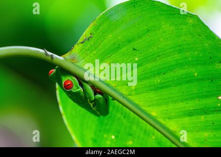 Red-eyed Treefrog (Agalychnis callidryas) in Costa Rica rainforest. This frog is found in the tropical rainforests of central America, where it lives