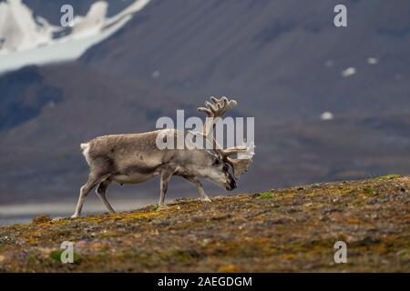A male Svalbard Reindeer (rangifer tarandus platyrhynchus) on the tundra in summer with his antlers still in velvet. This herbivorous mammal is the sm Stock Photo