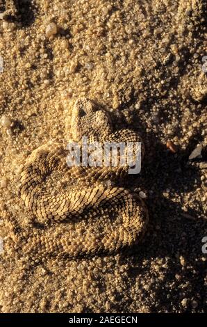 Sahara sand viper (Cerastes vipera) burying itself in the sand The Sahara sand viper is a venomous viper species found in the deserts of North Africa, Stock Photo