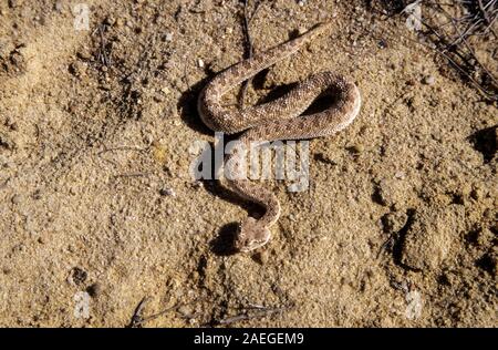 Sahara sand viper (Cerastes vipera) burying itself in the sand The Sahara sand viper is a venomous viper species found in the deserts of North Africa, Stock Photo