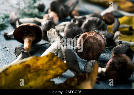 closeup of some spanish edible mushrooms, such as yellow knights, grey knights and saffron milk-caps, and some dry leaves and twigs of different fores Stock Photo