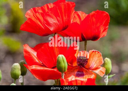 Vibrant flowers Red Oriental poppies - Papaver Orientale, Red poppy blossoms Stock Photo
