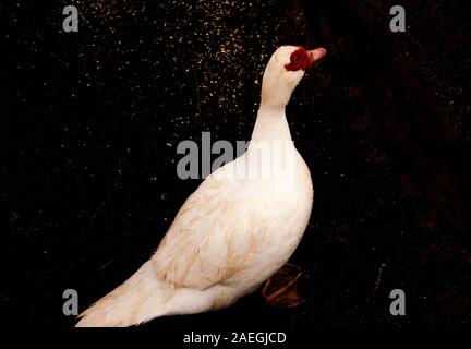 Image of white goose standing on ground and looking around Stock Photo