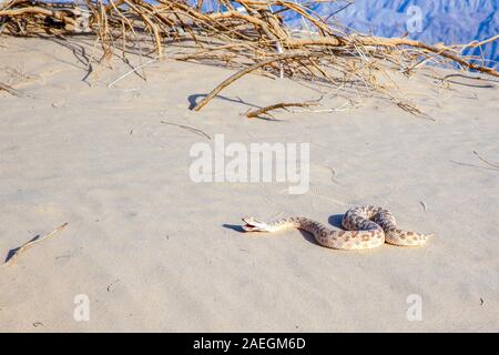 Arabian horned viper (Cerastes gasperettii mendelssohni) a venomous viper species found especially in the Arabian Peninsula. and north to Israel and I Stock Photo