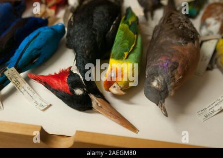 Specimens of extinct birds in the Field Museum of Natural History, Chicago, USA. L to R: Ivory-billed Woodpecker, Carolina Parakeet, Passenger Pigeon. Stock Photo