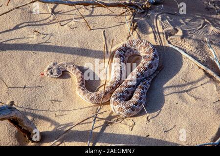 Arabian horned viper (Cerastes gasperettii mendelssohni) a venomous viper species found especially in the Arabian Peninsula. and north to Israel and I Stock Photo