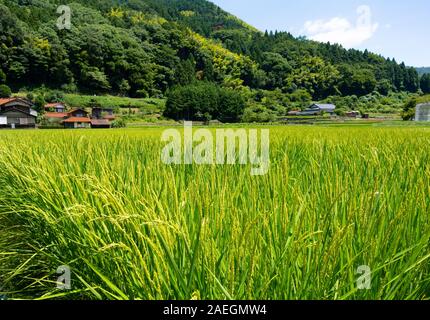 Landscape of paddy field in japanese countryside, yamaguchi, japan Stock Photo