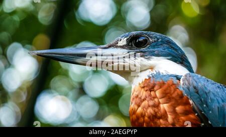 Closeup view of a male Ringed Kingfisher (Megaceryle torquata)  with beautiful green bokeh as background. Stock Photo