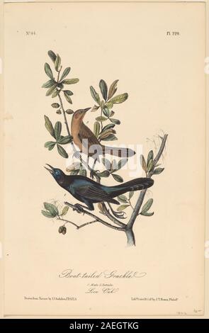 John T Bowen, after John James Audubon, Boat-Tailed Grackle, 1840 Boat-Tailed Grackle; 1840date Stock Photo