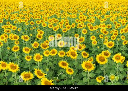 Beautiful sunflower  field on summer at Lop buri province,THAILAND Stock Photo