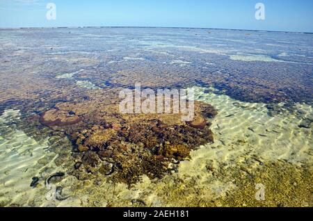Coral in the lagoon on Lady Elliot Island. Great Barrier Reef, Queensland, Australia Stock Photo