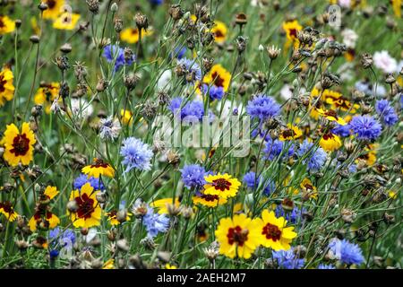 Blue yellow flowerbed Centaurea cyanus Coreopsis tinctoria multicolored flowers Classical Flowery Meadow Mid Summer Season August Mixture blooms Stock Photo