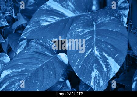 Close up of tropical leaves background. Toned. Stock Photo