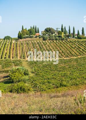 Hiking hills, backroads and vineyards at autumn, near San Gimignano in Tuscany, Italy Stock Photo