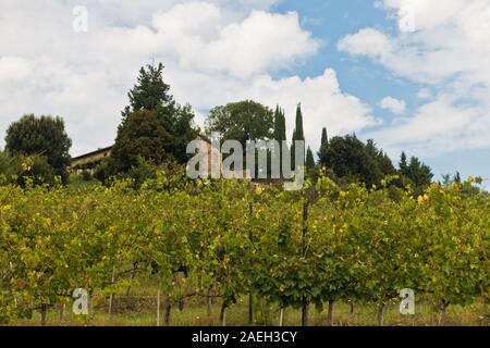 Hiking hills, backroads and vineyards at autumn, near Siena in Tuscany, Italy Stock Photo