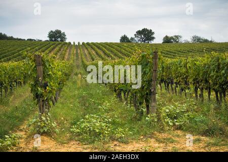 Hiking hills, backroads and vineyards at autumn, near Siena in Tuscany, Italy Stock Photo