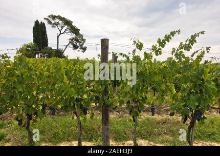 Hiking hills, backroads and vineyards at autumn, near Siena in Tuscany, Italy Stock Photo