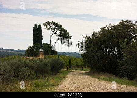 Hiking hills, backroads and vineyards at autumn, near Siena in Tuscany, Italy Stock Photo