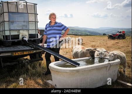 shepherdess Sheree Williams from Mountain Ash, Wales UK. Hot weather and drought has forced her to drive tanks of water up to her sheep on higher land Stock Photo