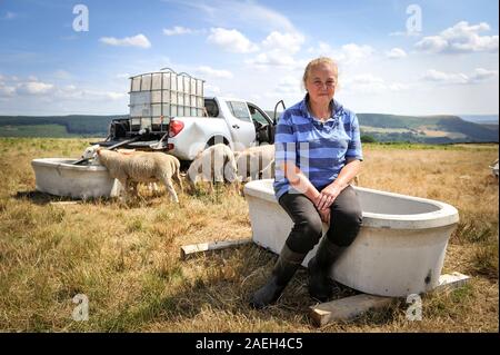 shepherdess Sheree Williams from Mountain Ash, Wales UK. Hot weather and drought has forced her to drive tanks of water up to her sheep on higher land Stock Photo