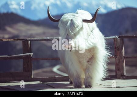 White yak, very beautiful in China Stock Photo