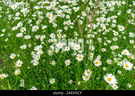 Many daisies growing in the grasslands Stock Photo