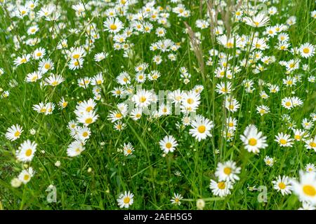 Many daisies growing in the grasslands Stock Photo