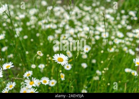 Many daisies growing in the grasslands Stock Photo