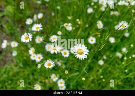 Many daisies growing in the grasslands Stock Photo