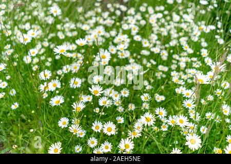 Many daisies growing in the grasslands Stock Photo