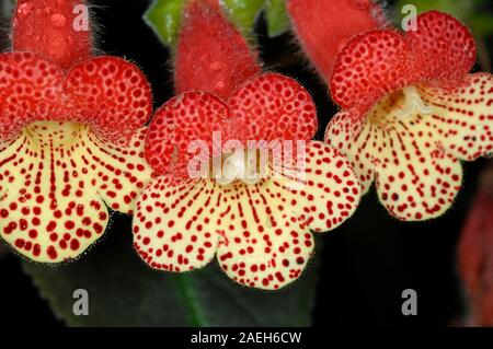 Red & Red-Spotted Five-Lobed Flowers of Kohleria amabilis var. bogotensis or Tree Gloxinia Stock Photo