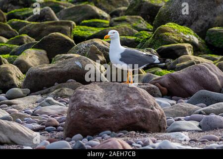 Adult Yellow-footed Gull (Larus livens) perched on a rock with green algae covered rocks in the background in Baja California, Mexico. Stock Photo