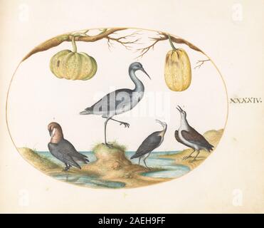 An illustrated plate by Joris Hoefnagel from 'Animalia Rationalia et ...