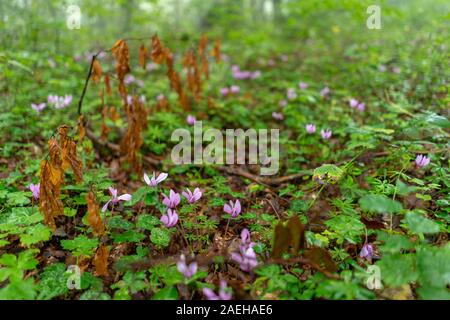 Violets in a foggy forest Stock Photo