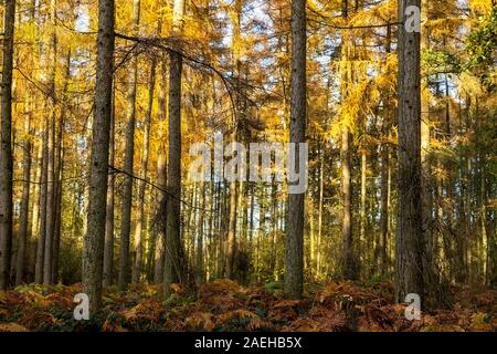 A woodland glade with mature Corsican Pine trees in the sunlight Stock Photo