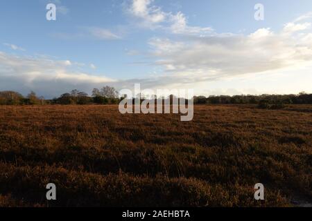 Late Autumn in New Forest National Park, UK, Stock Photo