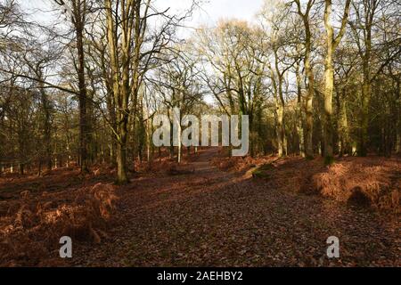 Late Autumn in New Forest National Park, UK, Stock Photo