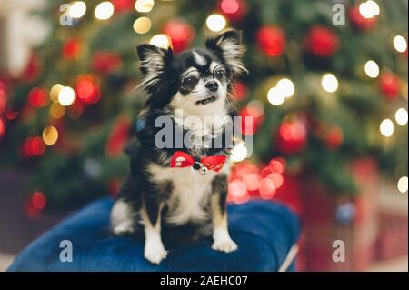 funny chihuahua pet dog wearing glasses and bow tie sitting on padded stool on christmas tree with illumination Stock Photo