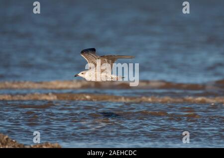 Herring Gull, Larus argentatus, single immature in flight over sea.  Taken January. Titchwell, Norfolk, UK. Stock Photo