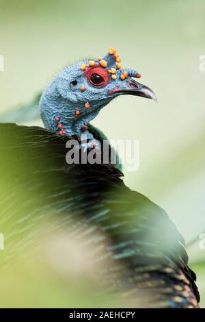 Ocellated Tirkey is hiding in the forest Stock Photo