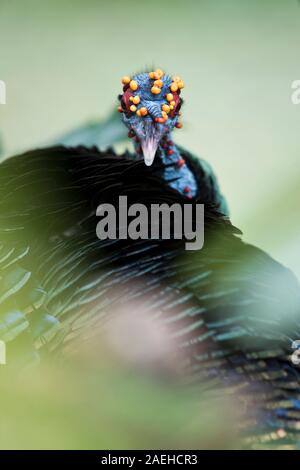 Ocellated Tirkey is hiding in the forest Stock Photo