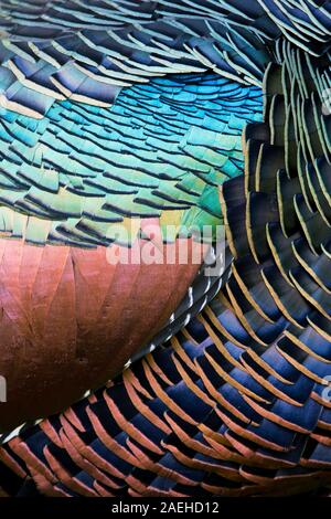 Feather details of Ocellated Turkey Stock Photo
