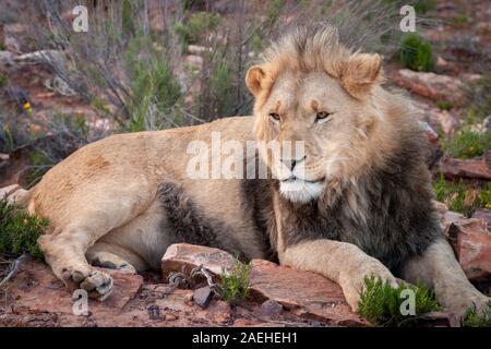 male lion lying on the ground in Africa Stock Photo